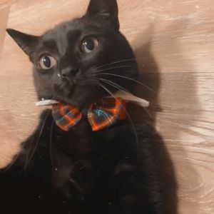 Meet your Posher, Hayley